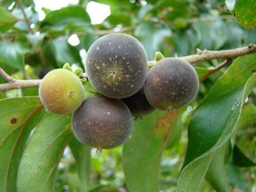 Dovyalis hebecarpa - Ceilon-ketembilla curry - Image 4