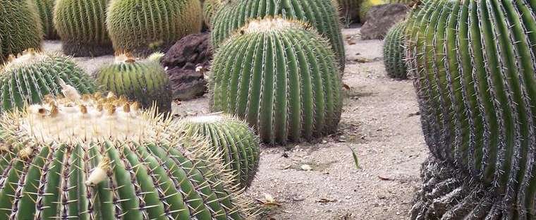 Echinocactus platyacanthus - Giant Barrel Cactus - Image 5