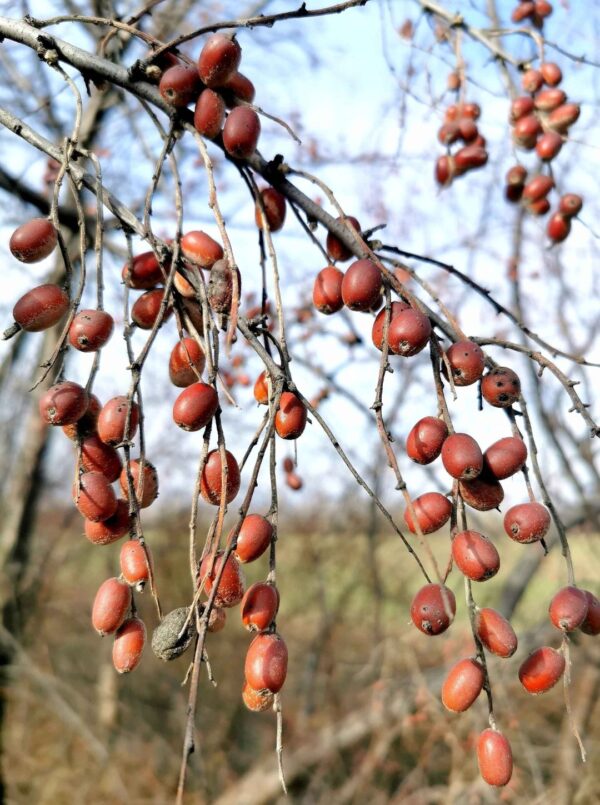 Elaeagnus angustifolia - Russian Olives Tree, Oleaster, Parrot Olive Tree - Image 13