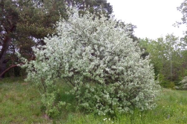 Elaeagnus angustifolia - Russian Olives Tree, Oleaster, Parrot Olive Tree - Image 14