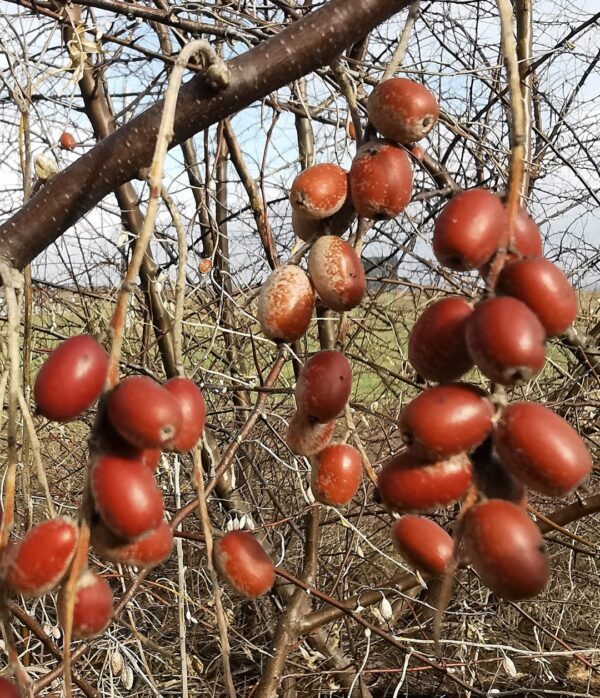 Elaeagnus angustifolia - Russian Olives Tree, Oleaster, Parrot Olive Tree - Image 15