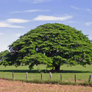 Enterolobium cyclocarpum - Elephant Ear Tree