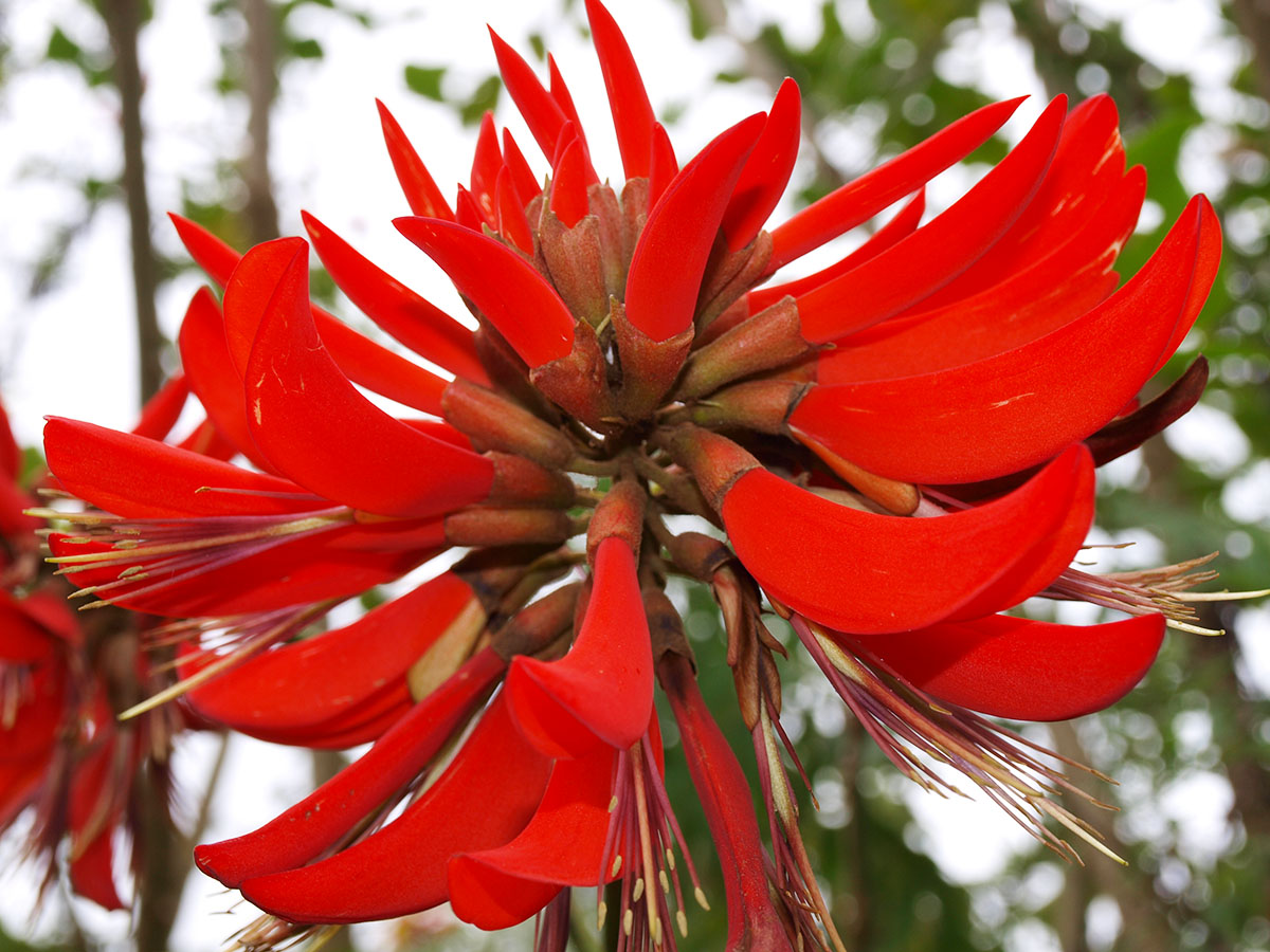 Erythrina variegata - Tiger's claw, Indian Coral Tree - Image 4