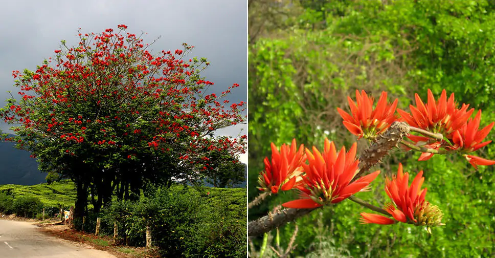 Erythrina variegata - Tiger's claw, Indian Coral Tree - Image 5