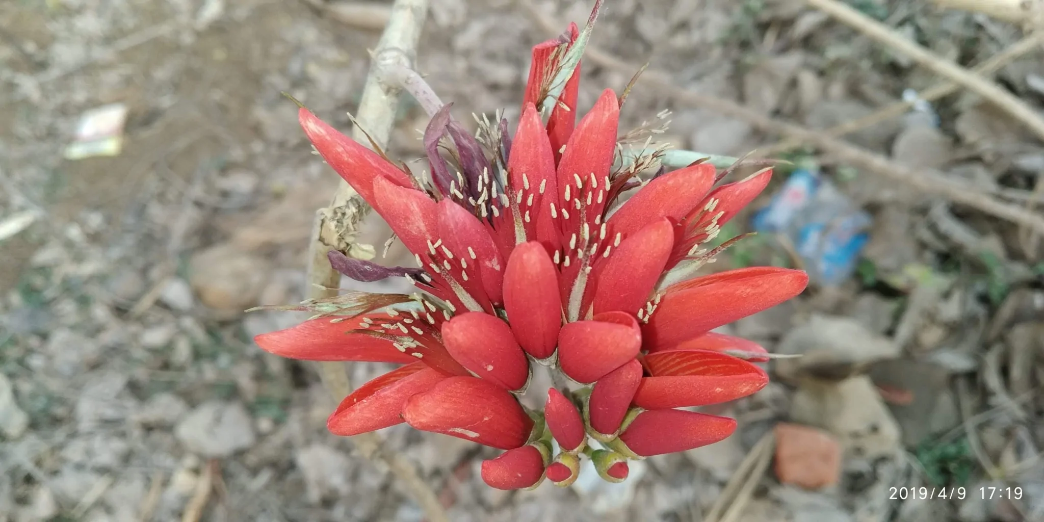 Erythrina variegata - Tiger's claw, Indian Coral Tree - Image 10