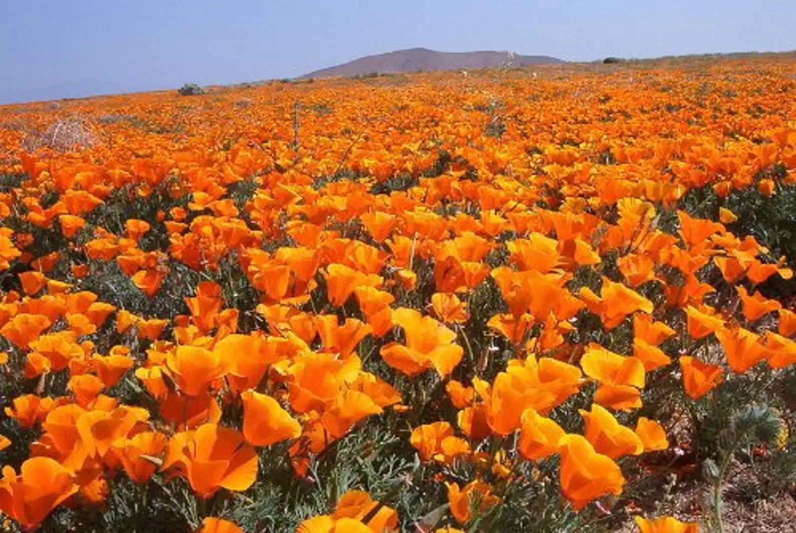 Eschscholzia californica - Californian Poppy