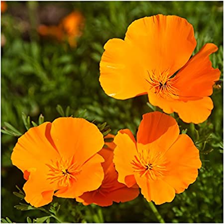 Eschscholzia californica - Californian Poppy - Image 2