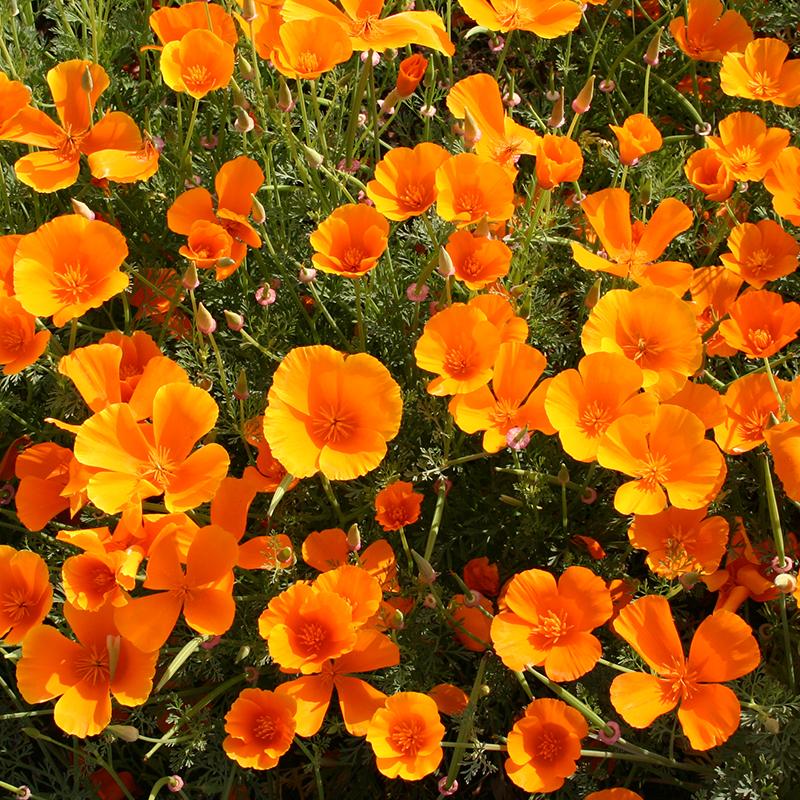 Eschscholzia californica - Californian Poppy - Image 3