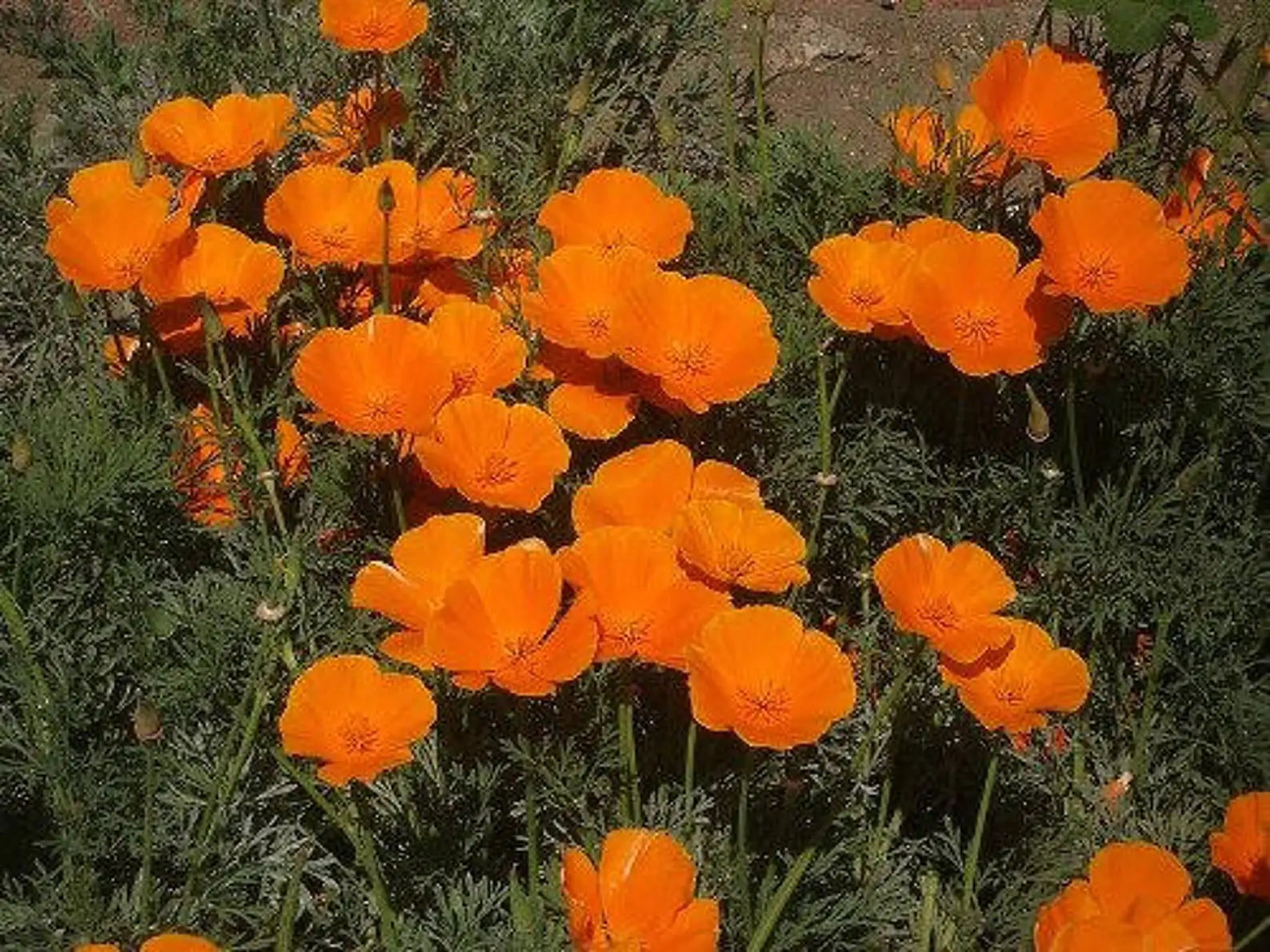 Eschscholzia californica - Californian Poppy - Image 4