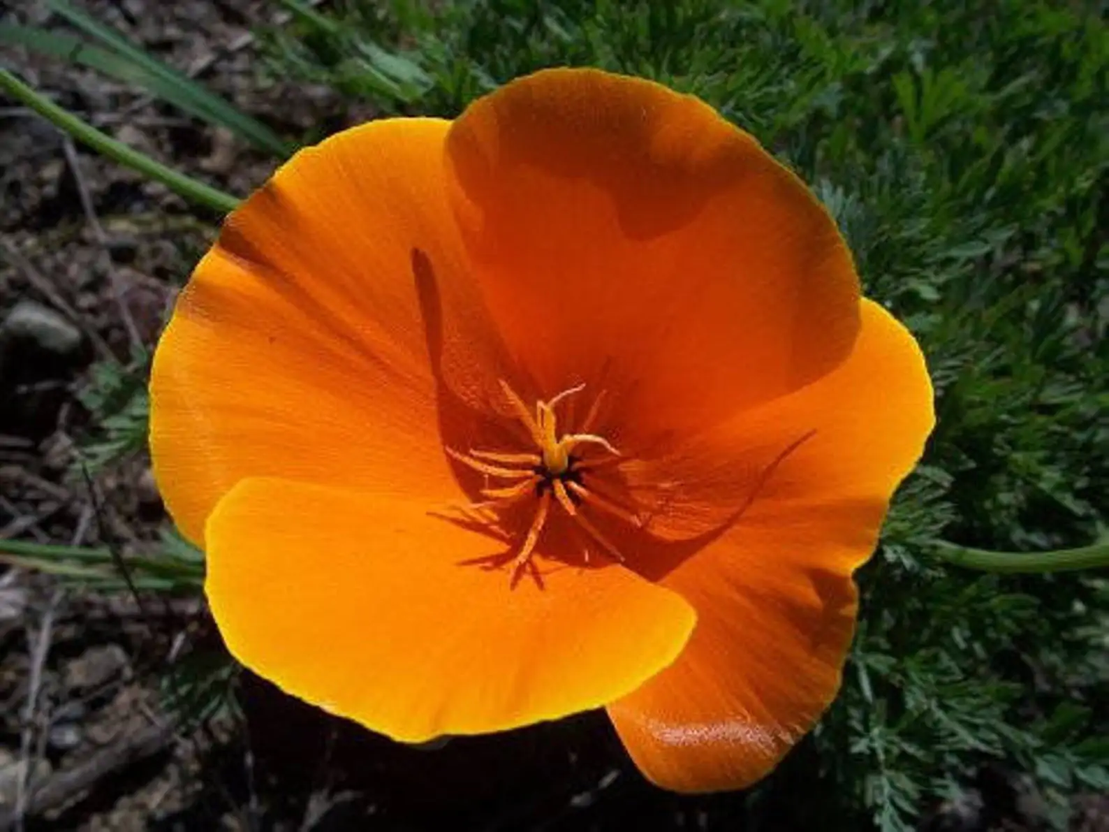 Eschscholzia californica - Californian Poppy - Image 6
