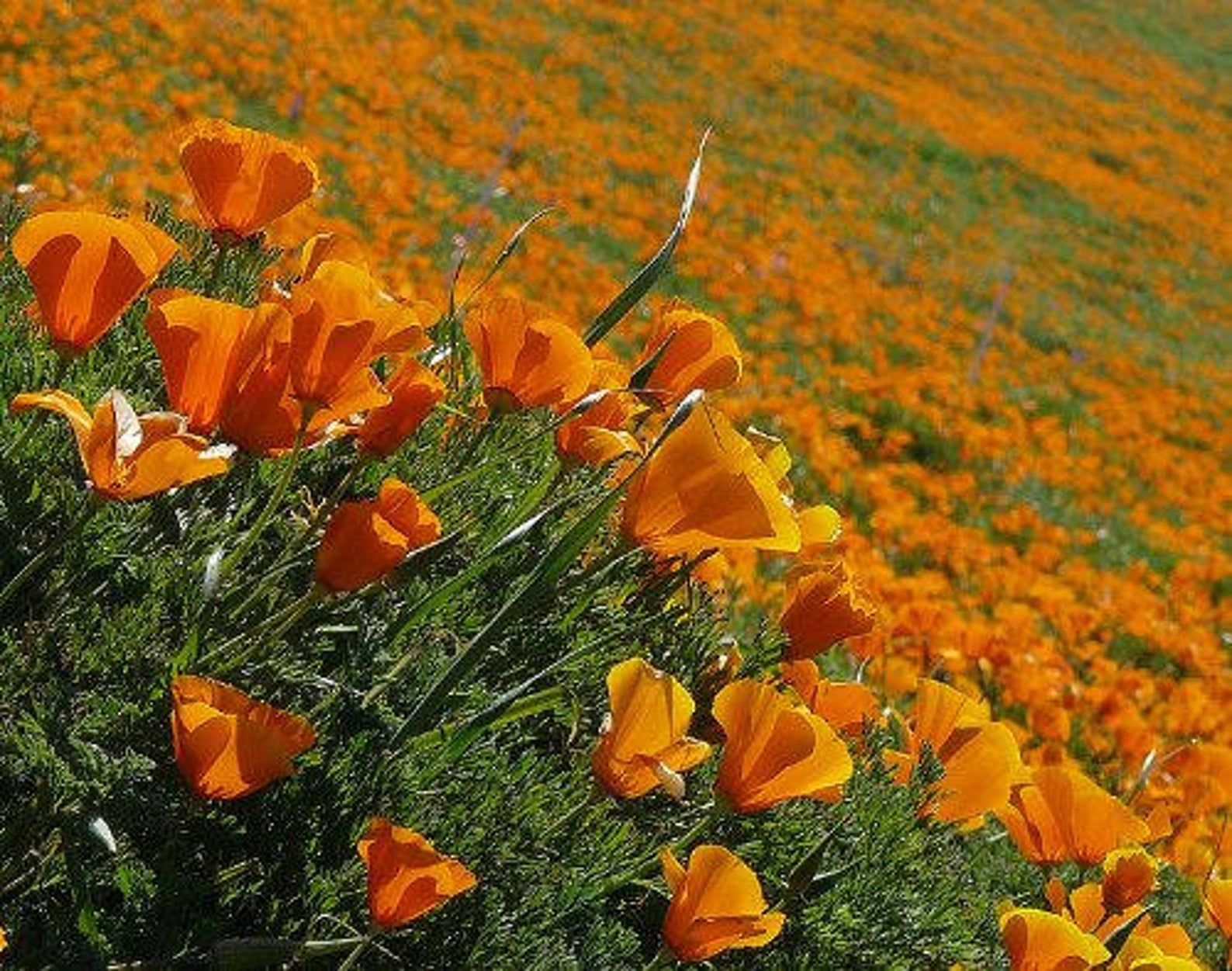 Eschscholzia californica - Californian Poppy - Image 7