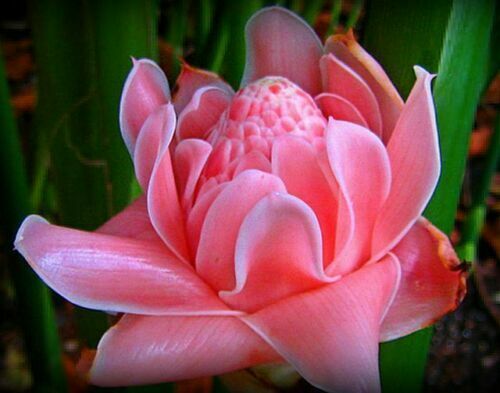 Etlingera elatior - Torch Ginger, Ginger Flower, Red Ginger Lily, Torch Lily, Wild Ginger, Combrang, - Image 2
