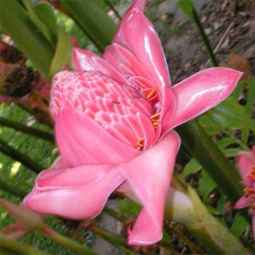 Etlingera elatior - Torch Ginger, Ginger Flower, Red Ginger Lily, Torch Lily, Wild Ginger, Combrang, - Image 3