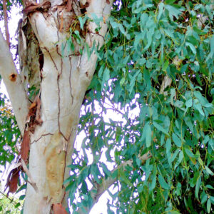 Eucalyptus camaldulensis - Red Gum