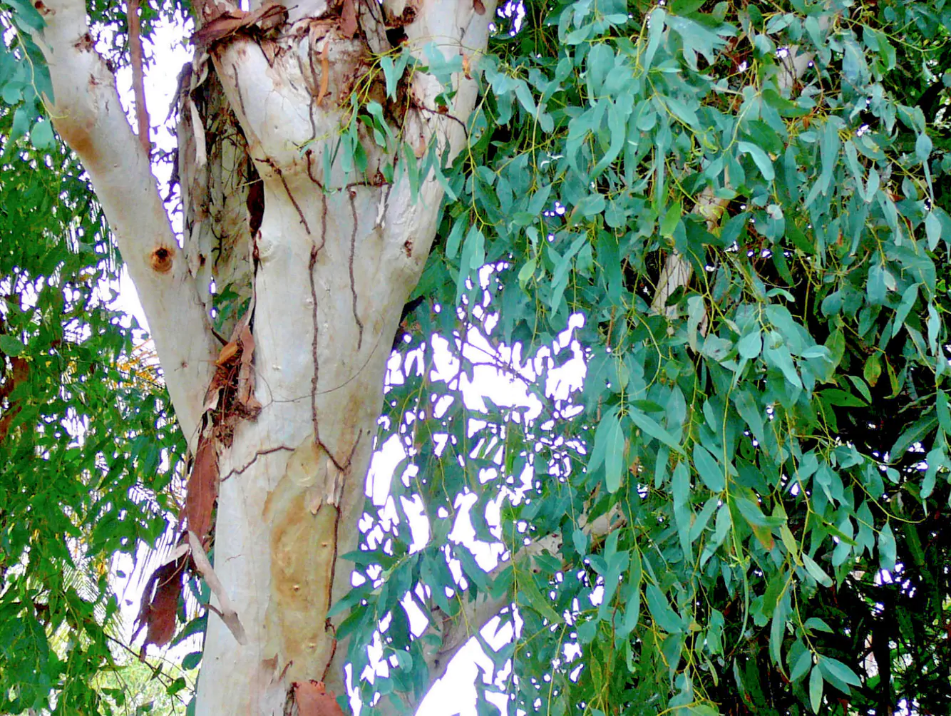 Eucalyptus camaldulensis - Red Gum