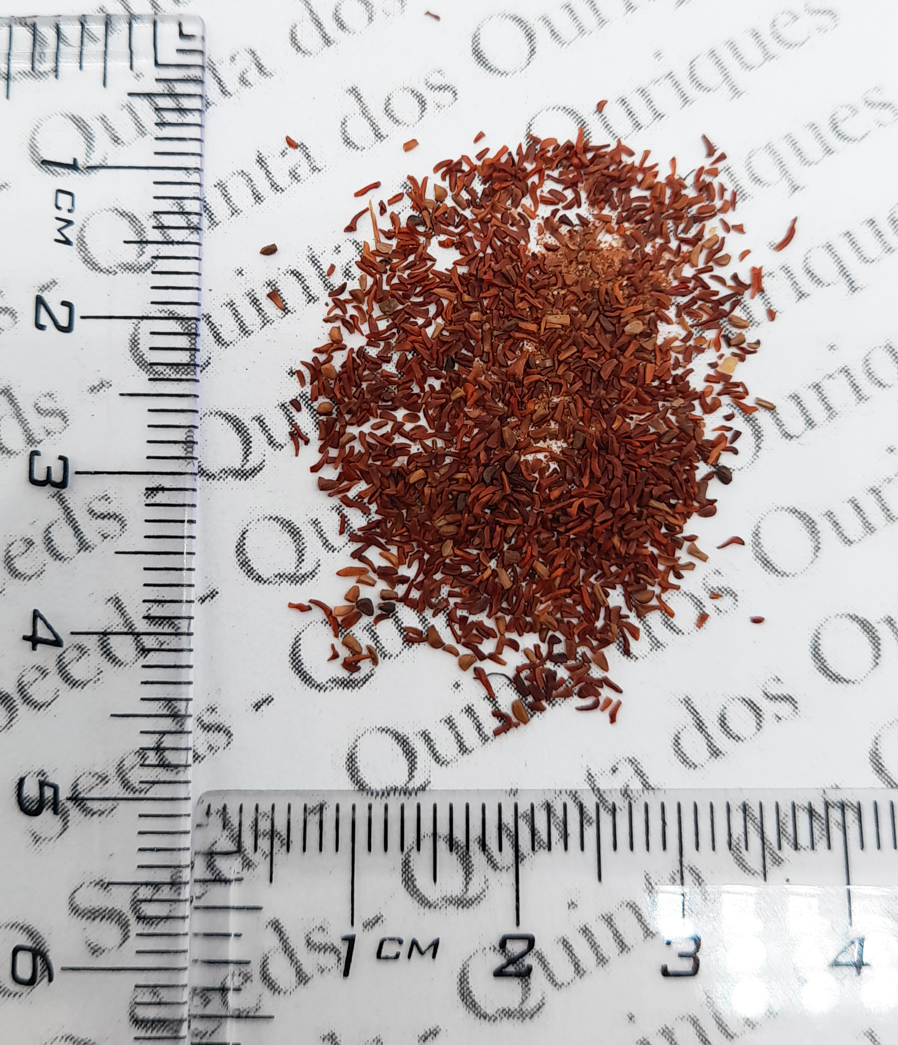 Eucalyptus camaldulensis - Red Gum - Image 6