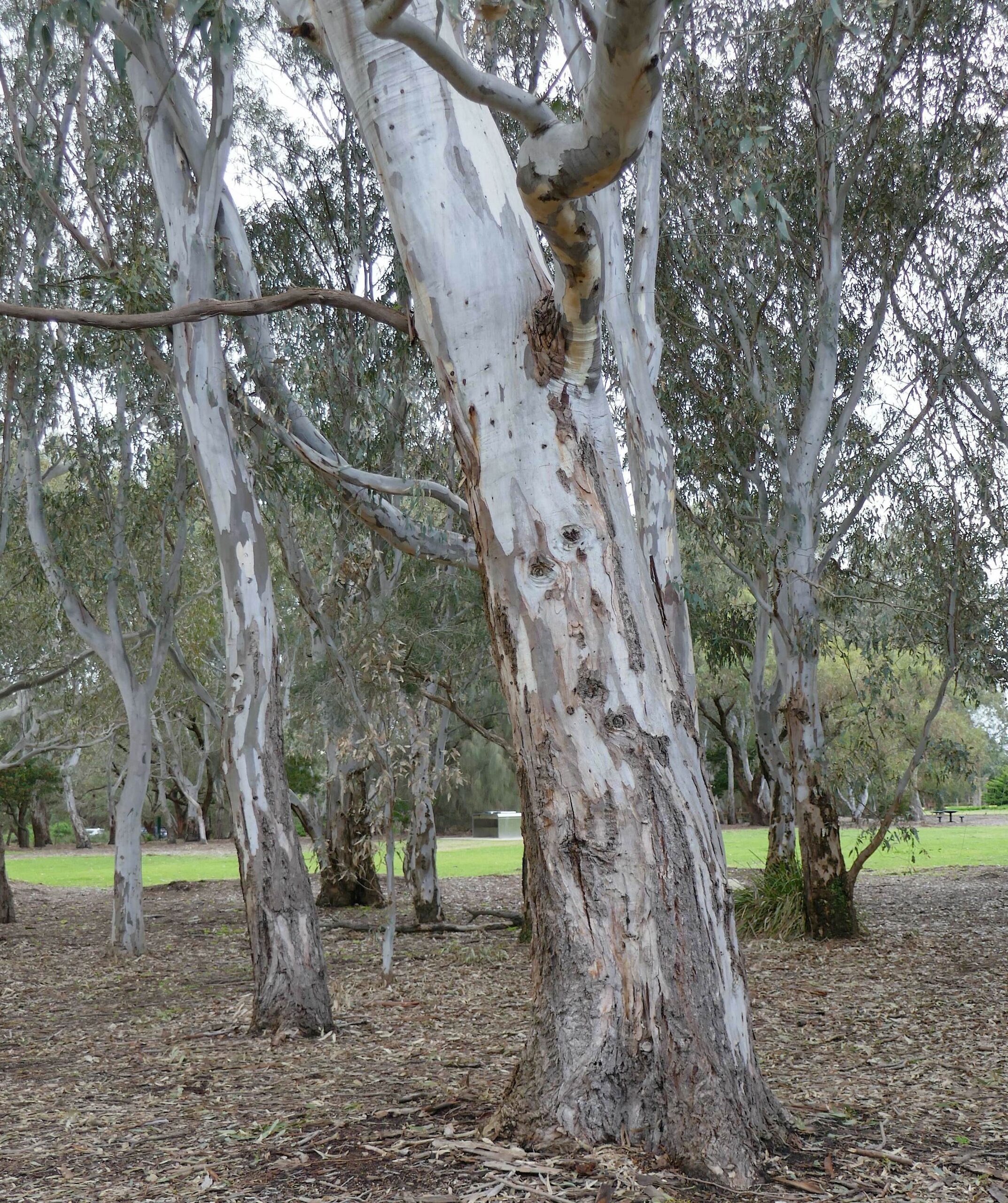 Eucalyptus camaldulensis - Red Gum - Image 7