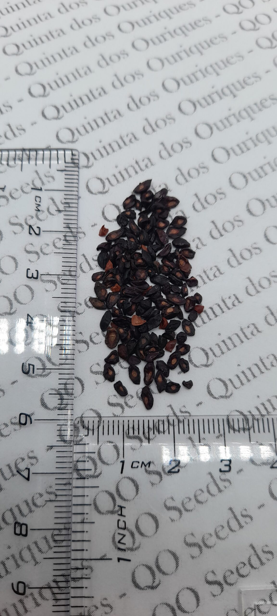 Eucalyptus citriodora / Corymbia citriodora - Lemon-scented Gum, Spotted Gum, Eucalipto Goma Dourada, Dwarf Golden Gum, Dwarf - Image 5