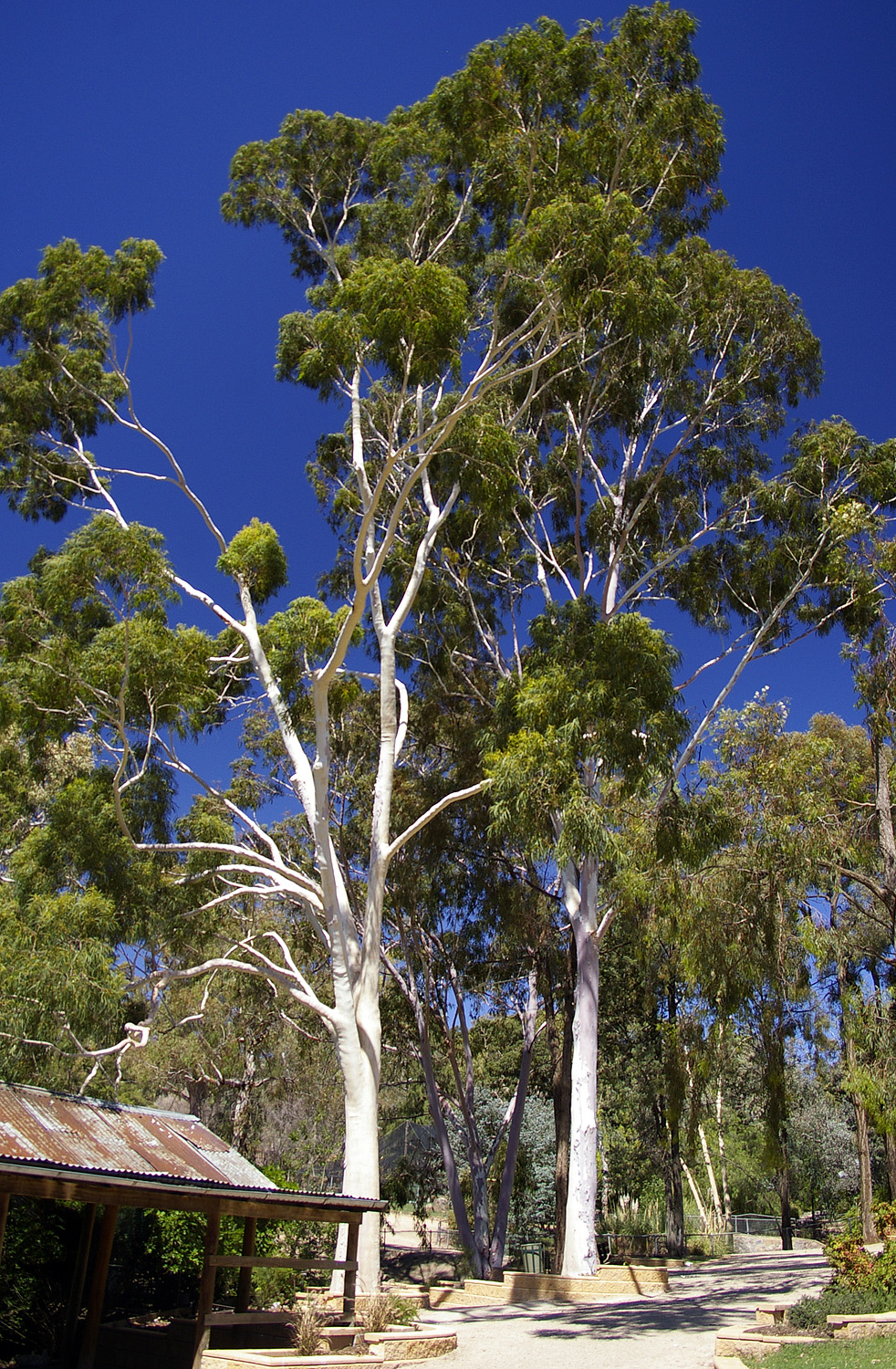 Eucalyptus citriodora / Corymbia citriodora - Lemon-scented Gum, Spotted Gum, Eucalipto Goma Dourada, Dwarf Golden Gum, Dwarf - Image 6