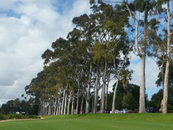 Eucalyptus citriodora / Corymbia citriodora - Lemon-scented Gum, Spotted Gum, Eucalipto Goma Dourada, Dwarf Golden Gum, Dwarf - Image 7