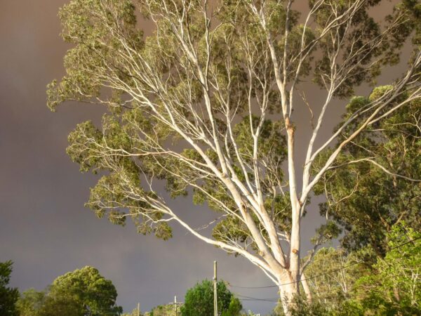 Eucalyptus citriodora / Corymbia citriodora - Lemon-scented Gum, Spotted Gum, Eucalipto Goma Dourada, Dwarf Golden Gum, Dwarf - Image 8