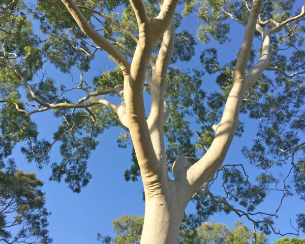Eucalyptus citriodora / Corymbia citriodora - Lemon-scented Gum, Spotted Gum, Eucalipto Goma Dourada, Dwarf Golden Gum, Dwarf - Image 9