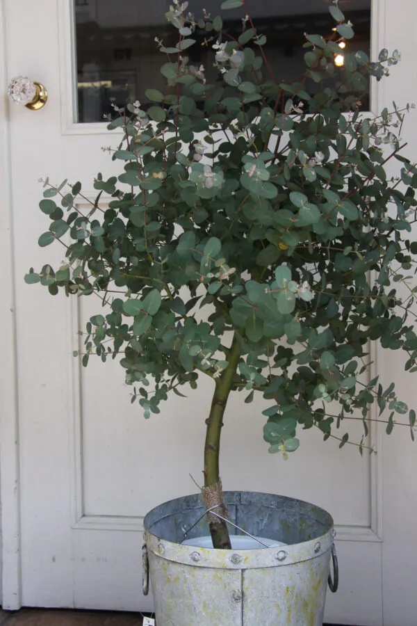 Eucalyptus pulverulenta - Baby Blue, Silver Leaved Mountain Gum, Powdered Gum, Mountain Silver - Image 12