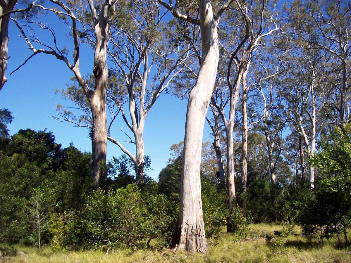 Eucalyptus tereticornis - Forest Red Gum, Blue gum or Red Iron Gum - Image 6