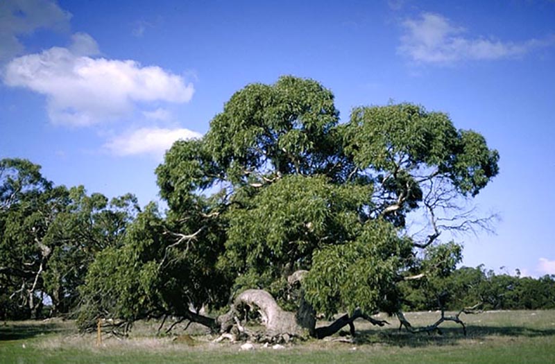 Eucalyptus viminalis subsp. cygnetensis - Rough-barked Manna Gum - Image 3