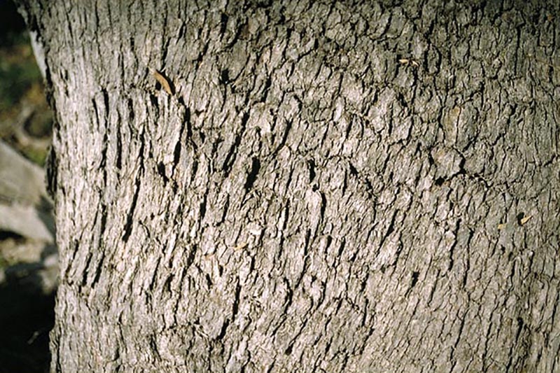 Eucalyptus viminalis subsp. cygnetensis - Rough-barked Manna Gum - Image 4