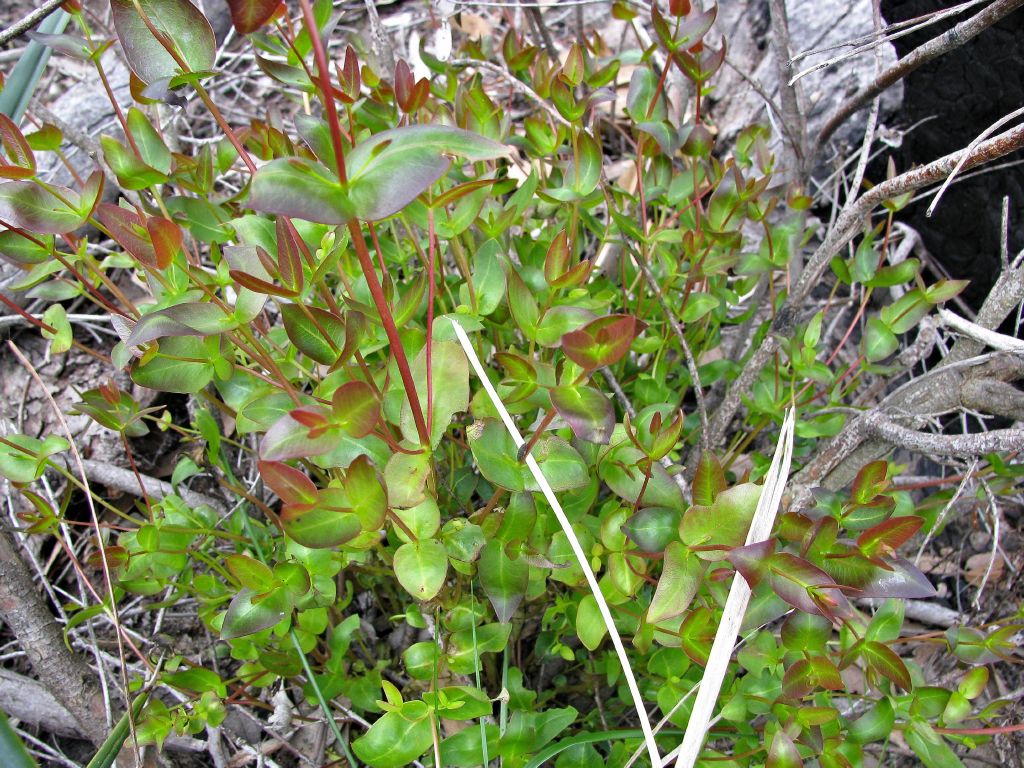 Eucalyptus viminalis subsp. cygnetensis - Rough-barked Manna Gum - Image 7