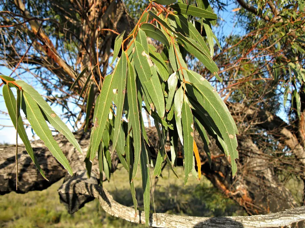 Eucalyptus viminalis subsp. cygnetensis - Rough-barked Manna Gum - Image 8