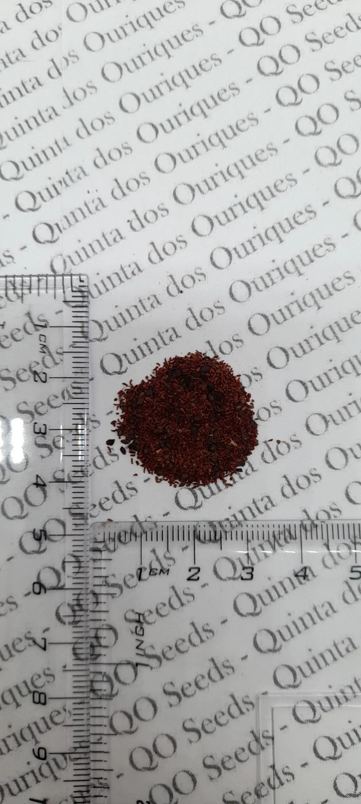 Eucalyptus viminalis subsp. cygnetensis - Rough-barked Manna Gum - Image 9