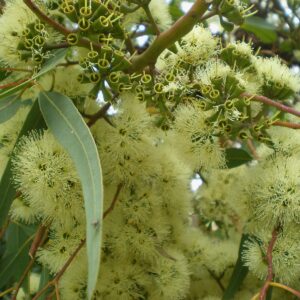 Eucalyptus wandoo - wandoo