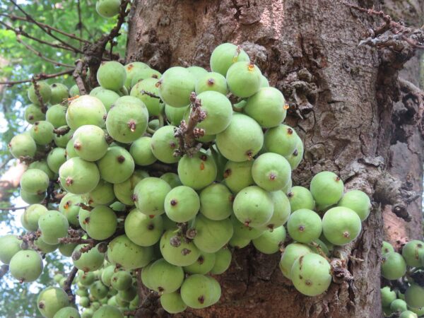 Ficus racemosa - Cluster Fig, Indian Fig Tree, Goolar Fig, Red River Fig - Image 12