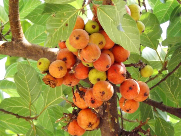 Ficus racemosa - Cluster Fig, Indian Fig Tree, Goolar Fig, Red River Fig - Image 16