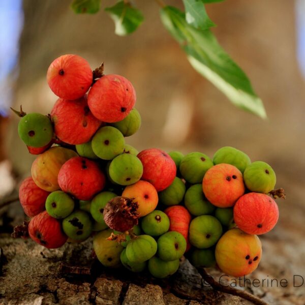 Ficus racemosa - Cluster Fig, Indian Fig Tree, Goolar Fig, Red River Fig - Image 17