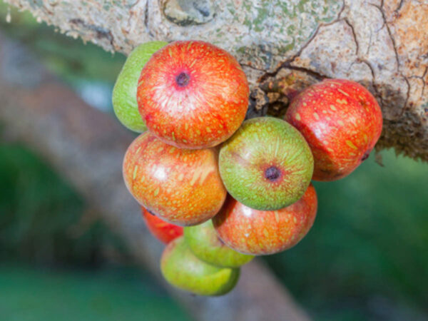 Ficus racemosa - Cluster Fig, Indian Fig Tree, Goolar Fig, Red River Fig - Image 18