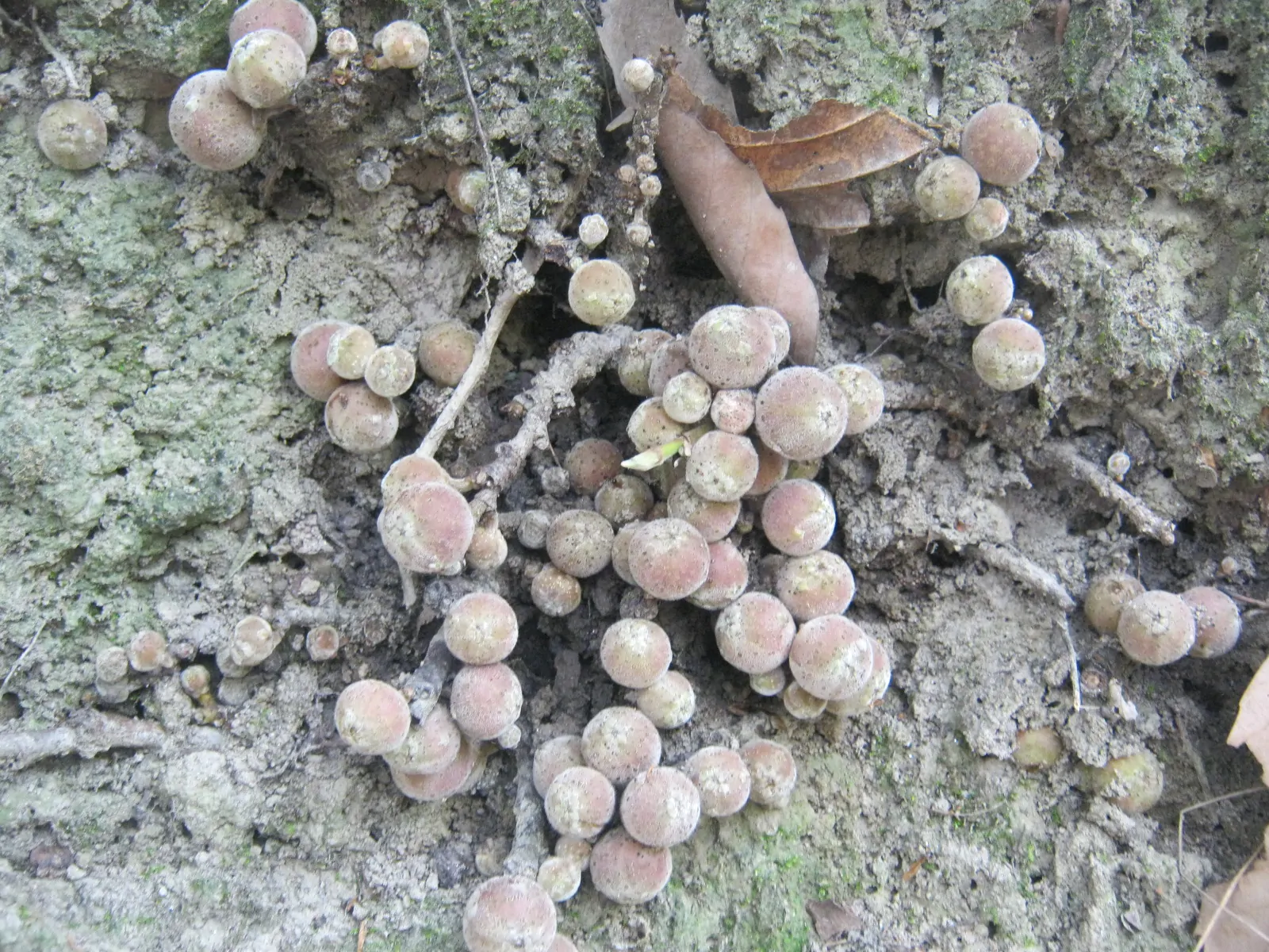 Ficus semicordata / Ficus conglomerata / Ficus cunia / Ficus hapalophylla - Drooping Fig