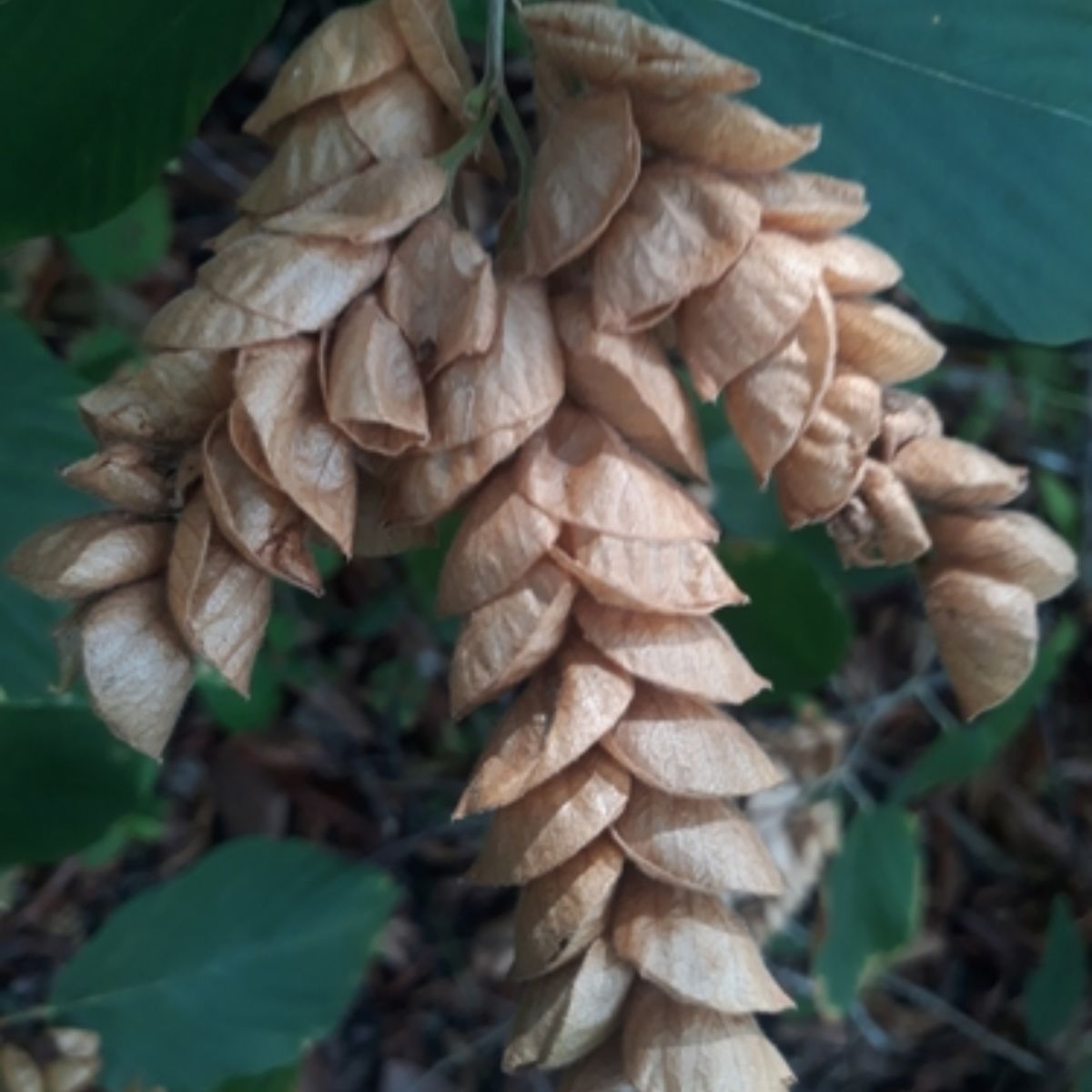 Flemingia strobilifera - Luck Plant, Wild Hops