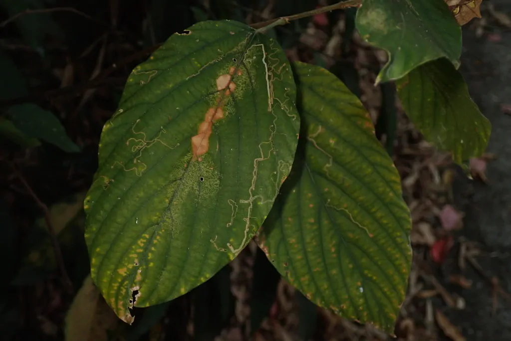 Flemingia strobilifera - Luck Plant, Wild Hops - Image 5