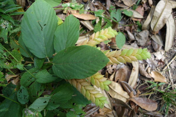 Flemingia strobilifera - Luck Plant, Wild Hops - Image 7