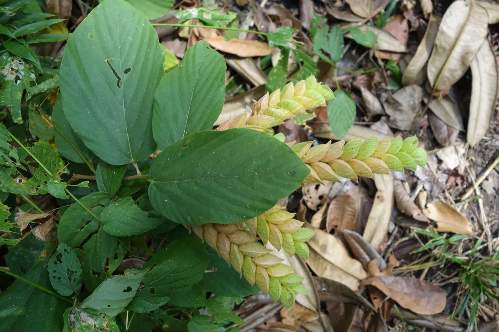 Flemingia strobilifera - Luck Plant, Wild Hops - Image 7