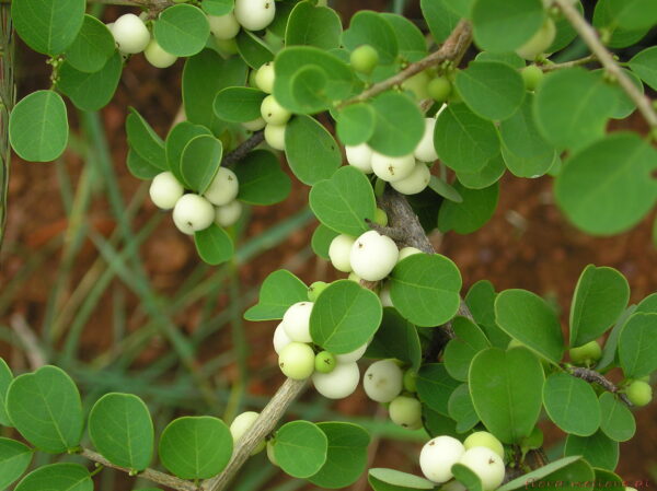Flueggea leucopyrus / Securinega leucopyrus / Phyllanthus leucopyrus - Indian Snowberry, White Honey Shrub, Bushweed, Cool Pot, Thermacole Plant, Shivano - Image 6