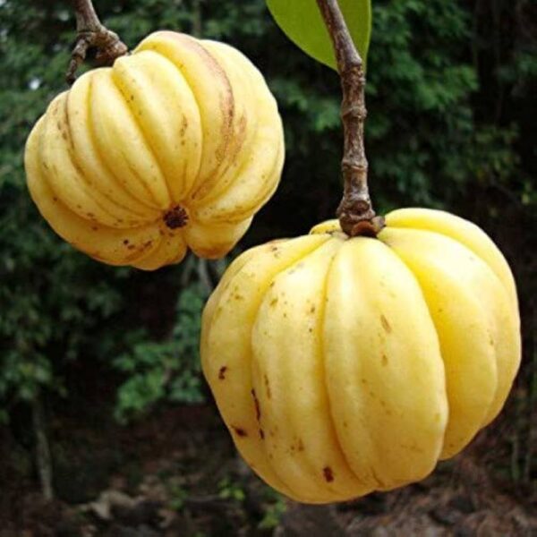 Garcinia gummi-gutta - Garcinia cambogia, Malabar Tamarind, Brindle Berry, Pot Tamarind - Image 9