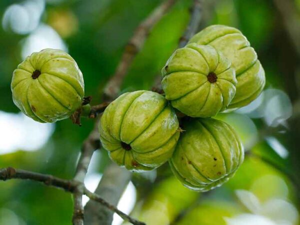 Garcinia gummi-gutta - Garcinia cambogia, Malabar Tamarind, Brindle Berry, Pot Tamarind - Image 10