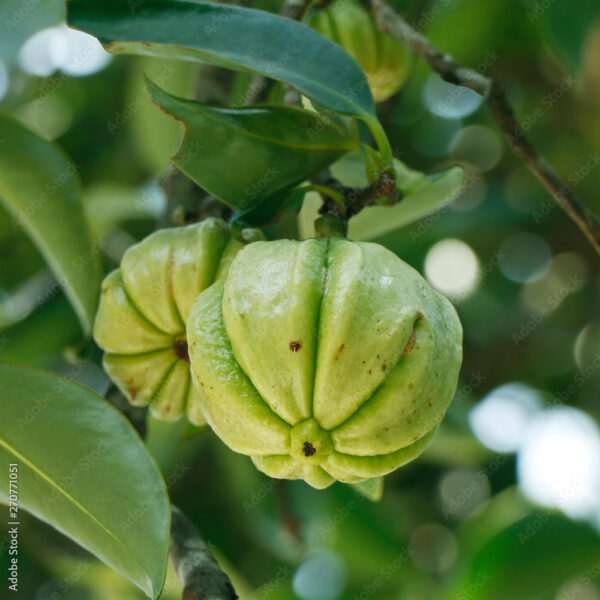 Garcinia gummi-gutta - Garcinia cambogia, Malabar Tamarind, Brindle Berry, Pot Tamarind - Image 11