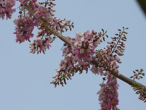 Gliricidia sepium - Quickstick - Image 4