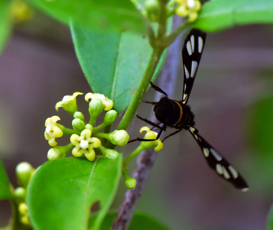 Gymnema sylvestre - Gurmar, Kletterrebe, Meshashringi, Gymnema, Australian Cowplant, Periploca of the Woods