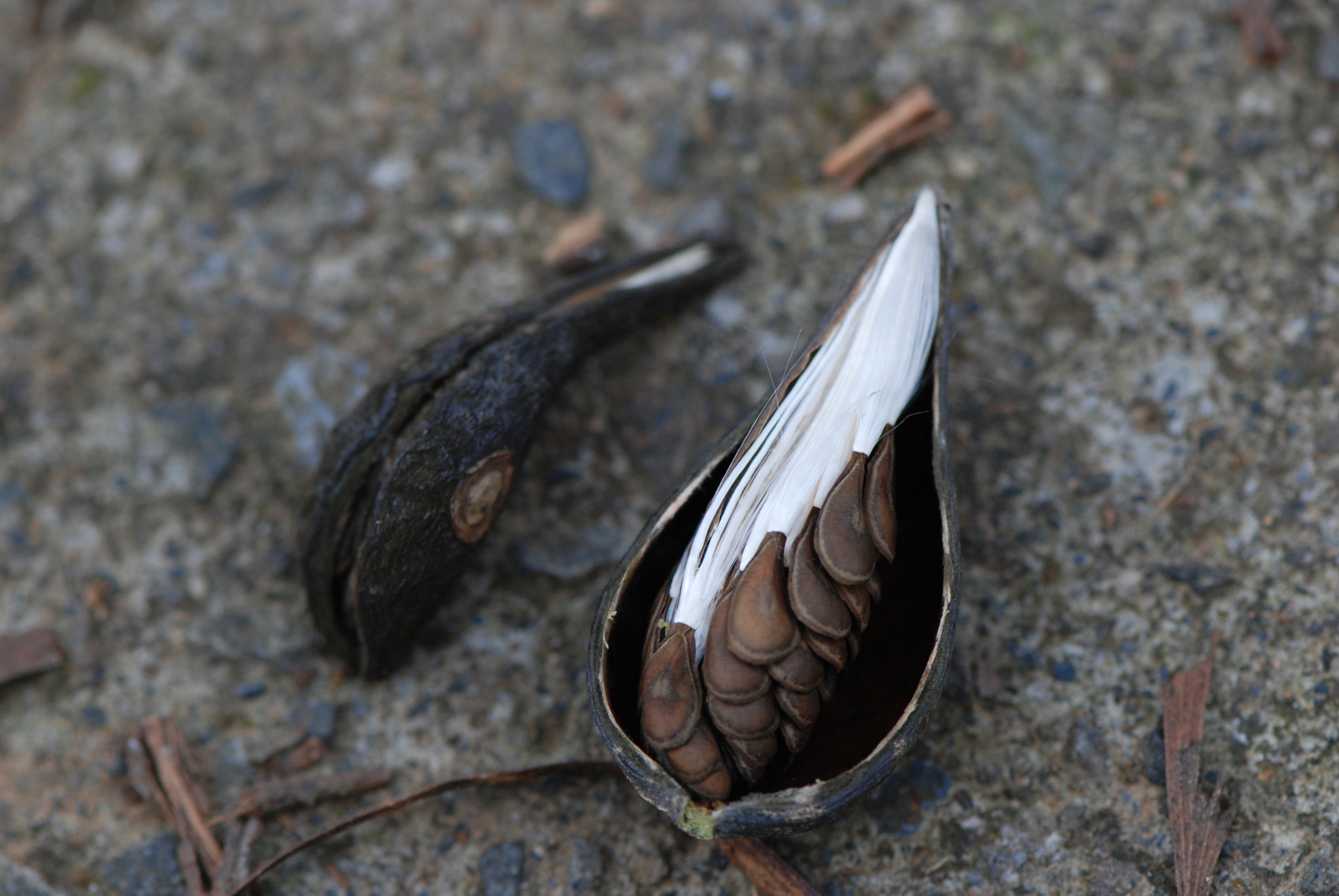 Gymnema sylvestre - Gurmar, Kletterrebe, Meshashringi, Gymnema, Australian Cowplant, Periploca of the Woods - Image 2